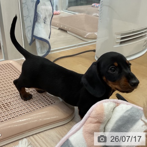 ミニチュア・ダックスフンドの写真