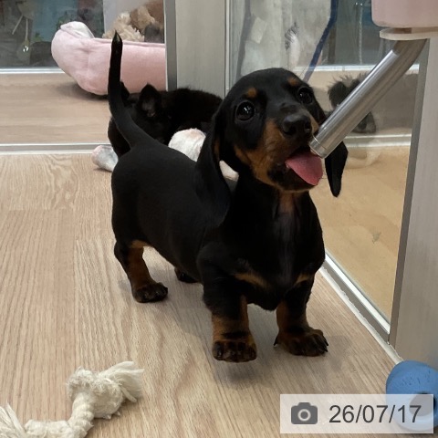 ミニチュア・ダックスフンドの写真