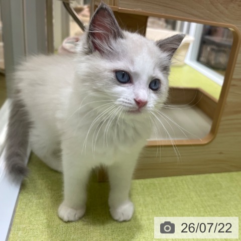 京都府のラグドール (ペットプラス 京都桂川店/2026年5月19日生まれ/男の子/ブルーポイントバイカラー)の子猫の4枚目の画像
