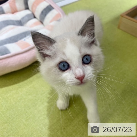 京都府のラグドール (ペットプラス 京都桂川店/2026年5月19日生まれ/男の子/ブルーポイントバイカラー)の子猫の3枚目の画像