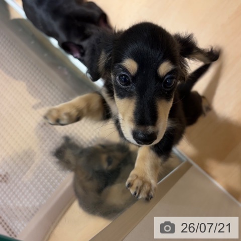 ミニチュア・ダックスフンドの写真