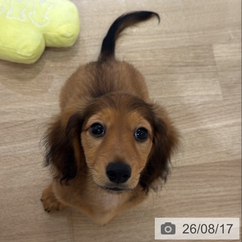 大阪府のミニチュアダックスフンド(ロング) (ペットプラス 大阪ドームシティ店/2026年5月20日生まれ/男の子/レッド)の子犬の4枚目の画像