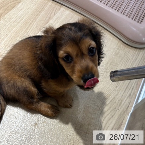 ミニチュア・ダックスフンドの写真
