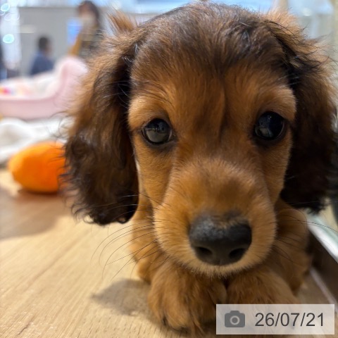 ミニチュア・ダックスフンドの写真
