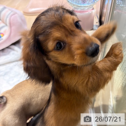 ミニチュア・ダックスフンドの写真