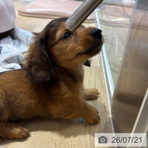 ミニチュア・ダックスフンドの写真