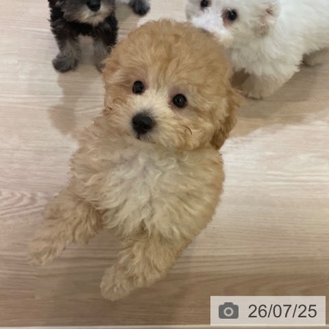 大阪府のトイプードル(トイ) (ペットプラス 大阪ドームシティ店/2026年5月17日生まれ/男の子/ペールフォーン)の子犬の3枚目の画像