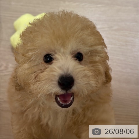 大阪府のトイプードル(トイ) (ペットプラス 大阪ドームシティ店/2026年5月17日生まれ/男の子/ペールフォーン)の子犬の4枚目の画像