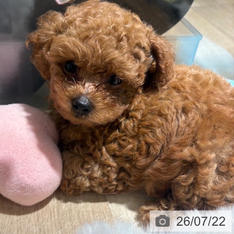 兵庫県のトイプードル(トイ) (ペットプラス 神戸三宮店/2026年5月20日生まれ/男の子/レッドフォーン)の子犬の3枚目の画像