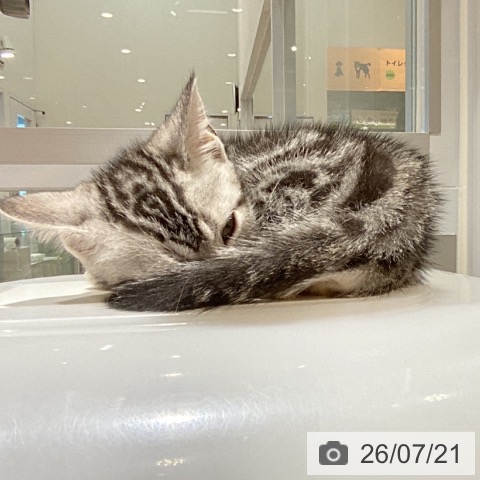 大阪府のアメリカンショートヘアー (ペットプラス 四條畷店/2026年5月7日生まれ/男の子/シルバータビー)の子猫の3枚目の画像