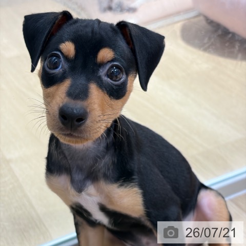 ミニチュア・ピンシャーの写真