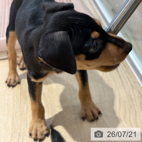 ミニチュア・ピンシャーの写真