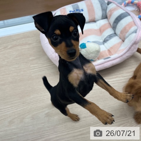 ミニチュア・ピンシャーの写真