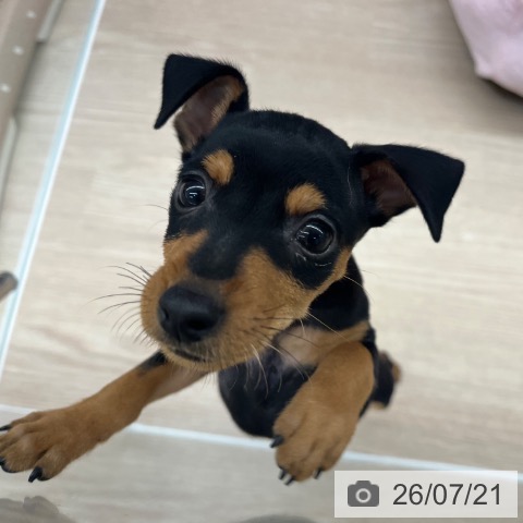 ミニチュア・ピンシャーの写真