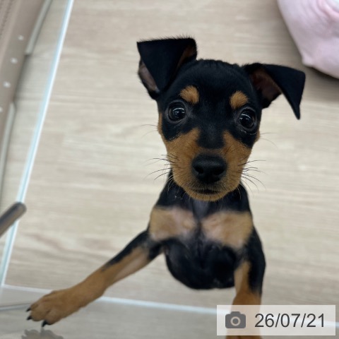 ミニチュア・ピンシャーの写真
