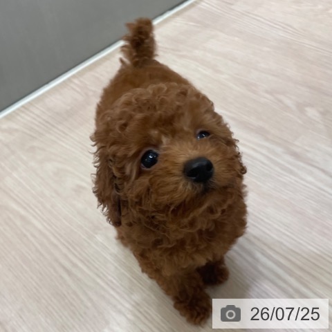 大阪府のトイプードル(トイ) (ペットプラス 大阪ドームシティ店/2026年5月19日生まれ/男の子/レッドフォーン)の子犬の4枚目の画像