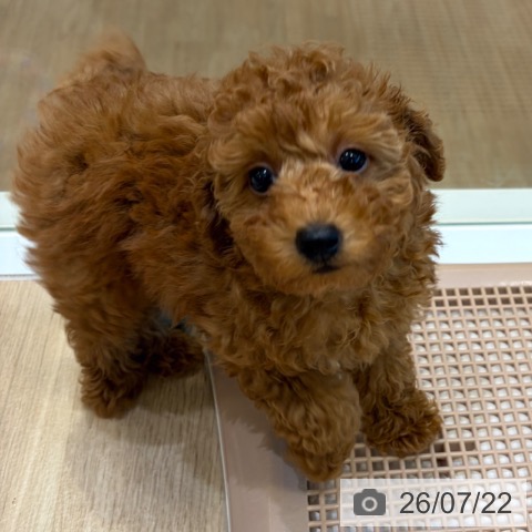 大阪府のトイプードル(トイ) (ペットプラス 堺北花田店/2026年5月19日生まれ/女の子/レッドフォーン)の子犬の4枚目の画像