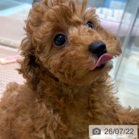 大阪府のトイプードル(トイ) (ペットプラス 堺北花田店/2026年5月19日生まれ/女の子/レッドフォーン)の子犬の4枚目の画像