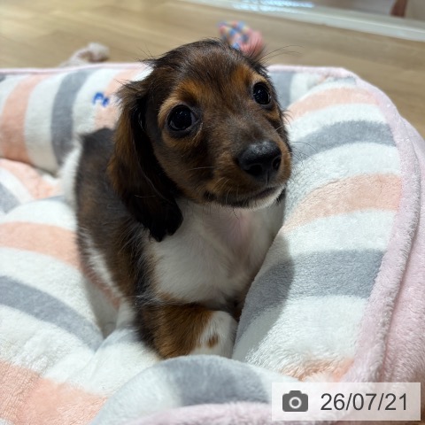 ミニチュア・ダックスフンドの写真
