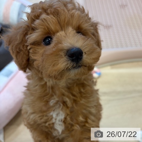 大阪府のトイプードル(トイ) (ペットプラス 堺北花田店/2026年5月19日生まれ/男の子/レッドフォーン)の子犬の4枚目の画像