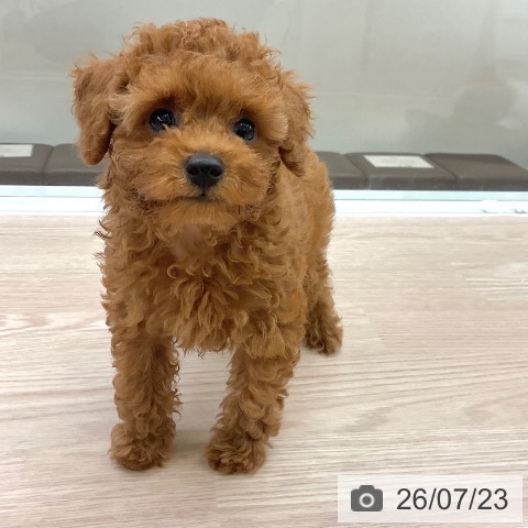 大阪府のトイプードル(トイ) (ペットプラス ららぽーと和泉店/2026年5月19日生まれ/男の子/レッドフォーン)の子犬の3枚目の画像