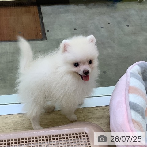 兵庫県のポメラニアン (ペットプラス 明石店/2026年5月20日生まれ/男の子/クリーム)の子犬の3枚目の画像