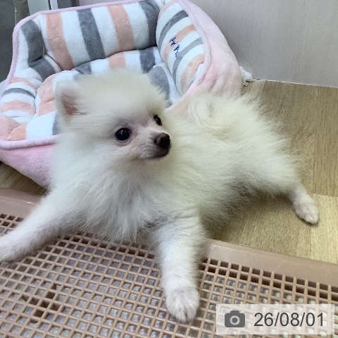ポメラニアンの写真