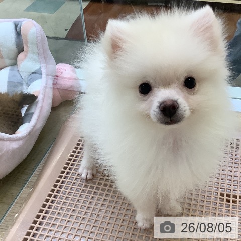 ポメラニアンの写真