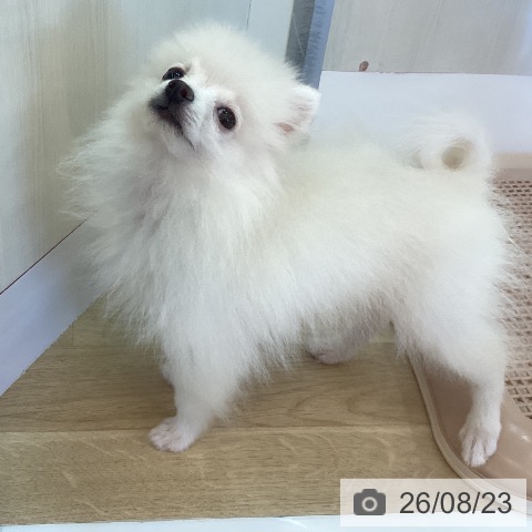 ポメラニアンの写真