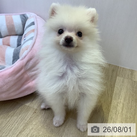 ポメラニアンの写真