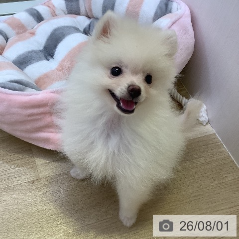ポメラニアンの写真