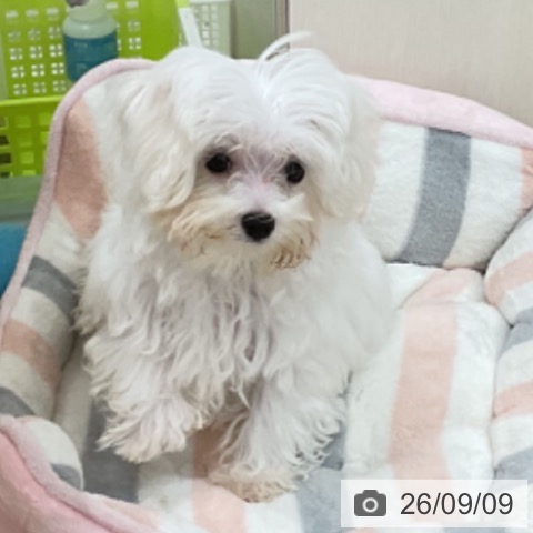 マルチーズの写真