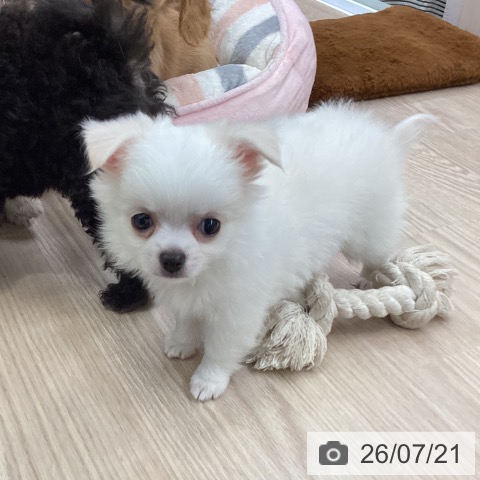 チワワの写真