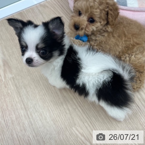 チワワの写真