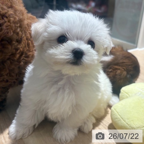 マルチーズの写真