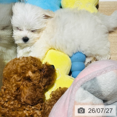 兵庫県のマルチーズ (ペットプラス 神戸三宮店/2026年5月20日生まれ/女の子/ホワイト)の子犬の3枚目の画像