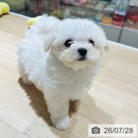 兵庫県のマルチーズ (ペットプラス 神戸三宮店/2026年5月20日生まれ/女の子/ホワイト)の子犬の4枚目の画像