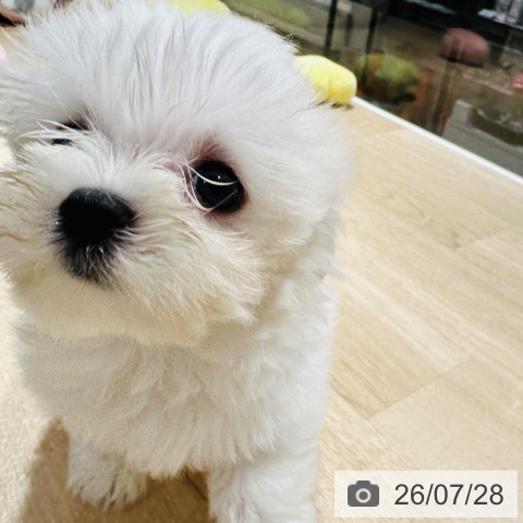 兵庫県のマルチーズ (ペットプラス 神戸三宮店/2026年5月20日生まれ/女の子/ホワイト)の子犬の3枚目の画像