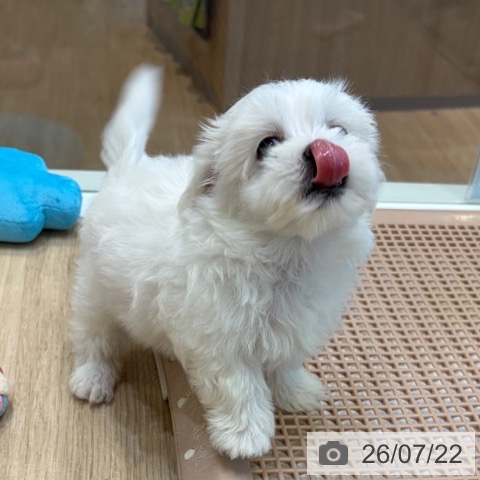 大阪府のマルチーズ (ペットプラス 堺北花田店/2026年5月20日生まれ/女の子/ホワイト)の子犬の4枚目の画像