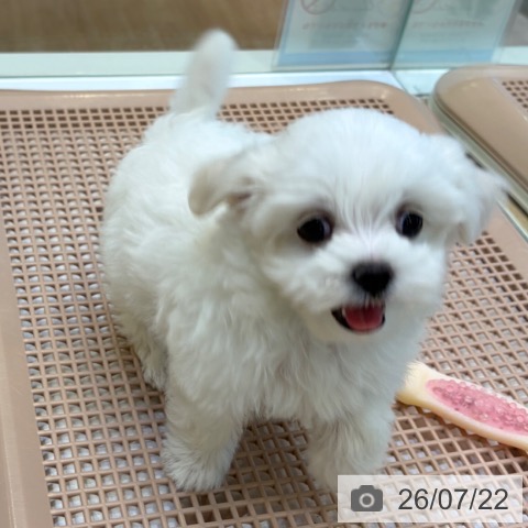 大阪府のマルチーズ (ペットプラス 堺北花田店/2026年5月20日生まれ/女の子/ホワイト)の子犬の3枚目の画像