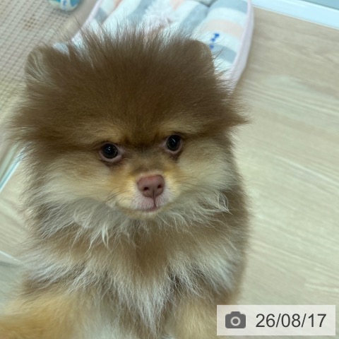 京都府のポメラニアン (ペットプラス 京都桂川店/2026年5月20日生まれ/男の子/チョコレートタン)の子犬の3枚目の画像