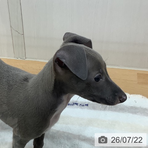青森県のイタリアングレーハウンド (ペットプラス 青森浜田店/2026年5月21日生まれ/男の子/ブルーホワイト)の子犬の4枚目の画像