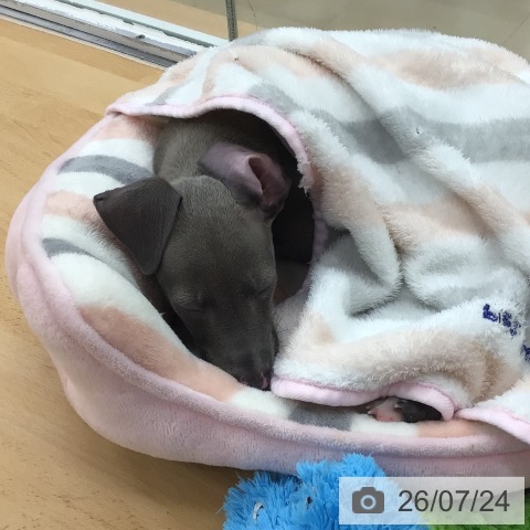 青森県のイタリアングレーハウンド (ペットプラス 青森浜田店/2026年5月21日生まれ/男の子/ブルーホワイト)の子犬の3枚目の画像