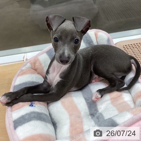 長野県のイタリアングレーハウンド (ペットプラス 松本店/2026年5月21日生まれ/男の子/ブルーホワイト)の子犬の4枚目の画像