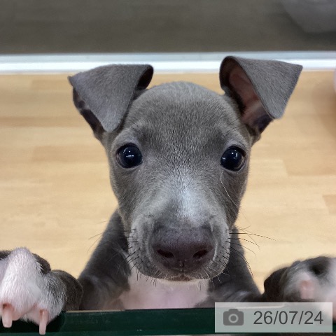 長野県のイタリアングレーハウンド (ペットプラス 松本店/2026年5月21日生まれ/男の子/ブルーホワイト)の子犬の3枚目の画像