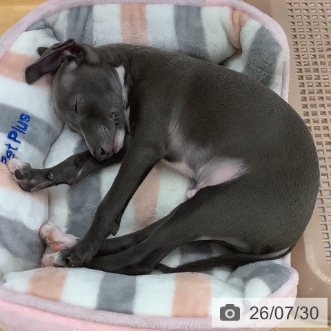 長野県のイタリアングレーハウンド (ペットプラス 松本店/2026年5月21日生まれ/男の子/ブルーホワイト)の子犬の3枚目の画像