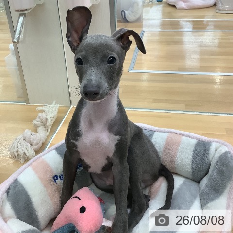 長野県のイタリアングレーハウンド (ペットプラス 松本店/2026年5月21日生まれ/男の子/ブルーホワイト)の子犬の3枚目の画像
