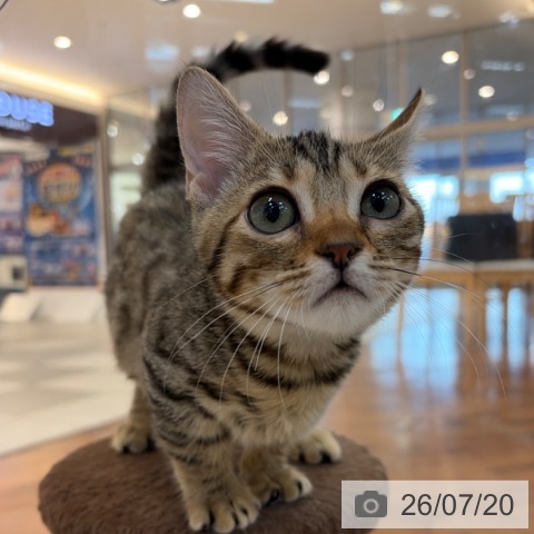 マンチカンの写真