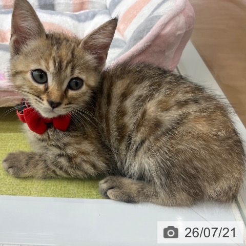 マンチカンの写真