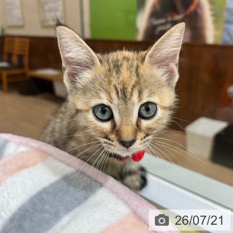マンチカンの写真
